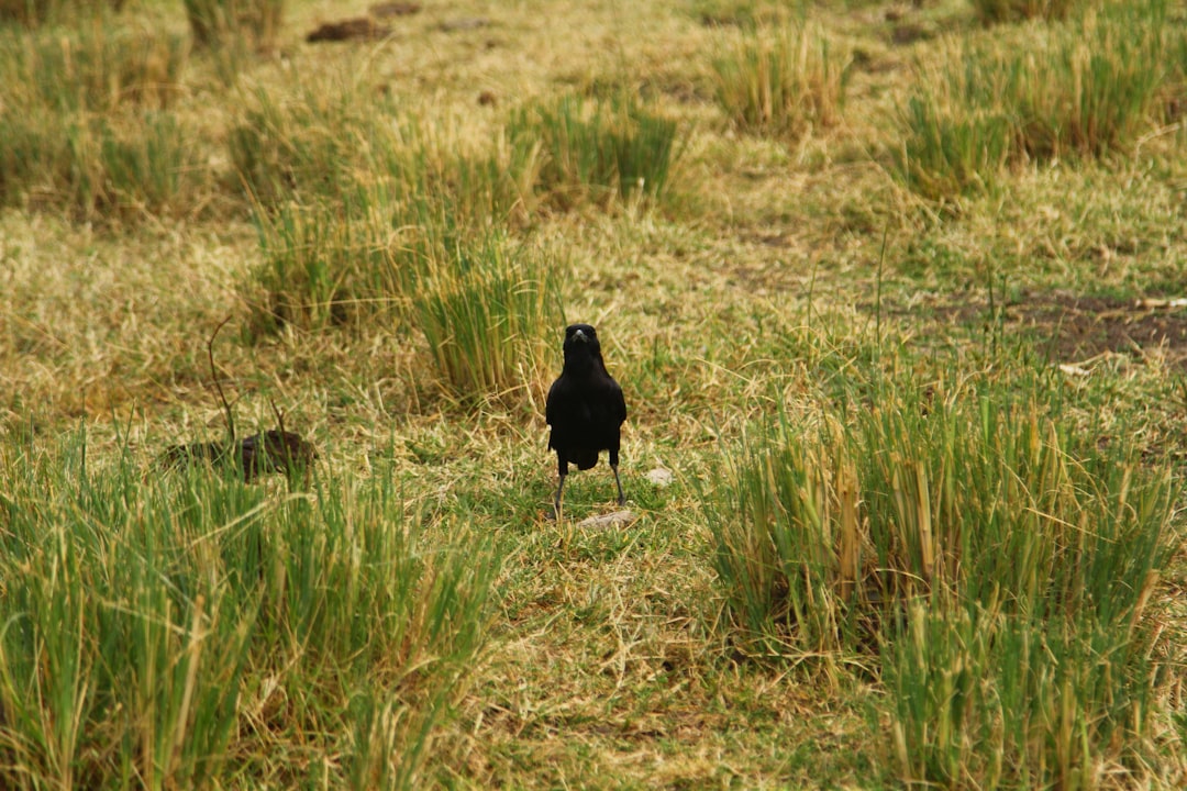 Photo little black dress